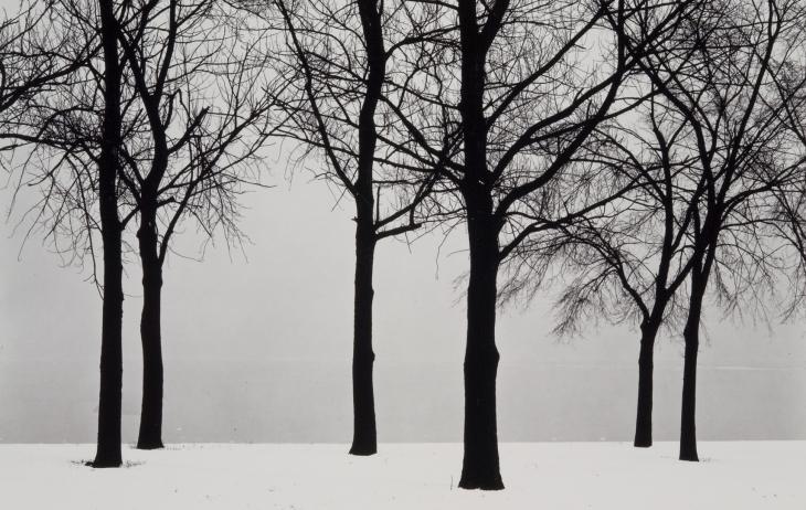 Black and white photograph of six leafless trees silhouetted in snow against a misty lake.