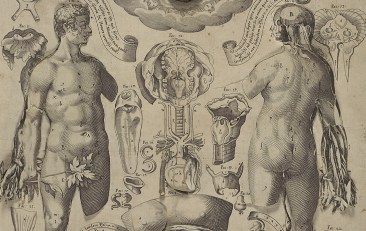 Black and white image of anatomical studies. There is a nude male figure on the left side, shown full length. His body is facing forward with his head in profile looking right. The left arm is cropped above the elbow and the left leg is cropped above the knee. There is a plant leaf over the genital area. There is a female figure on the right side. She is shown full length from behind. Her left arm is cropped above the elbow and her left leg is cropped above the knee. The right forearm is dissected. Both fig