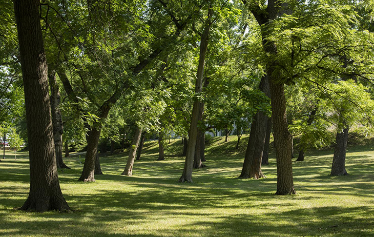 Green space outdoors with many trees