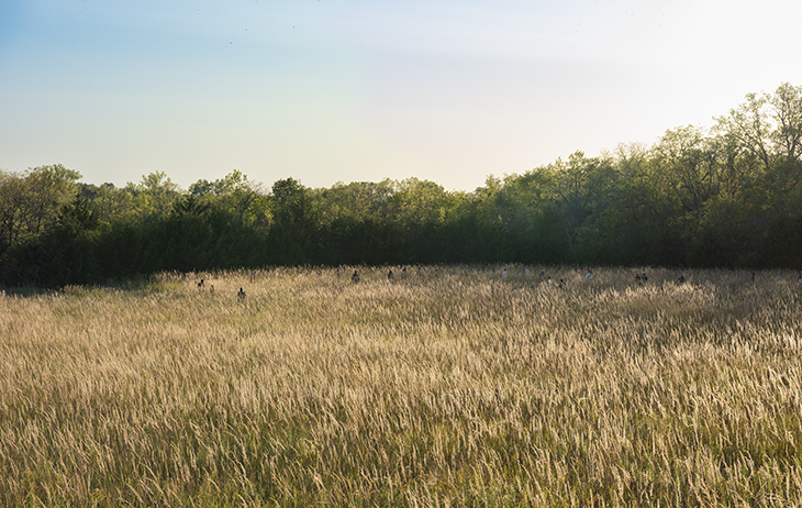 A horizontal landscape photo of a field of grass with trees in the distance beneath a clear blue sky