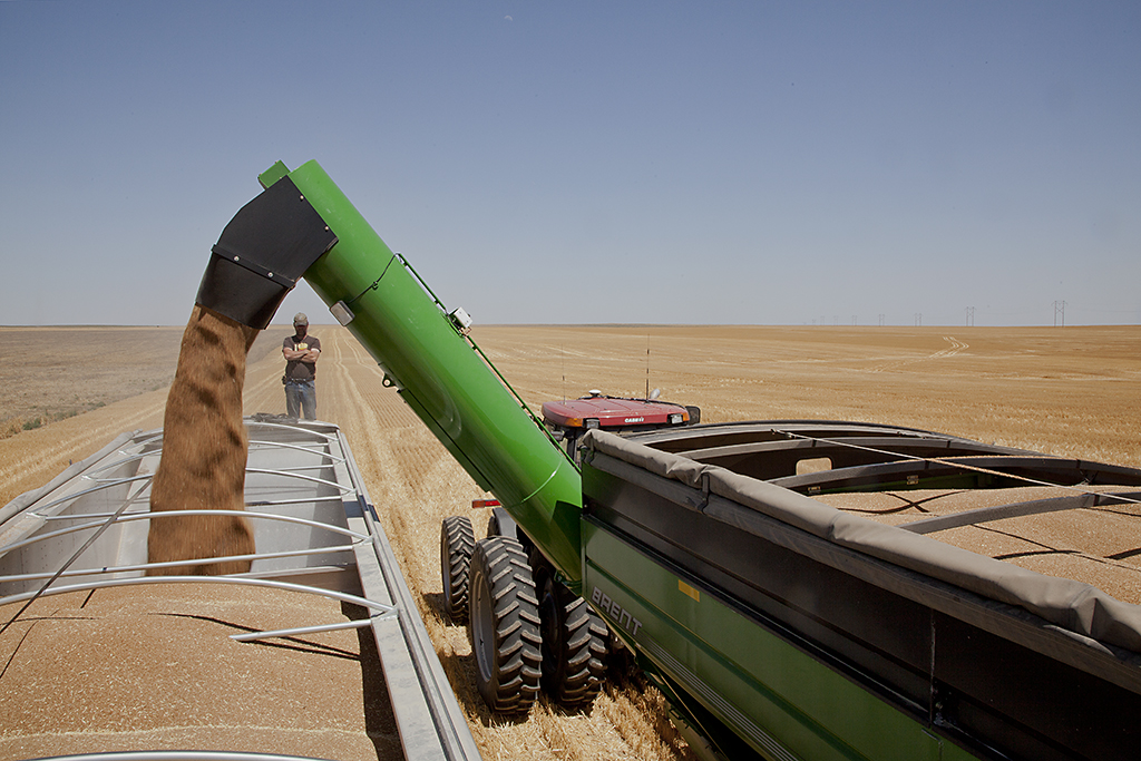 Transferring wheat from hopper to truck, Kiowa County, Kansas, June 2012 by Larry Schwarm