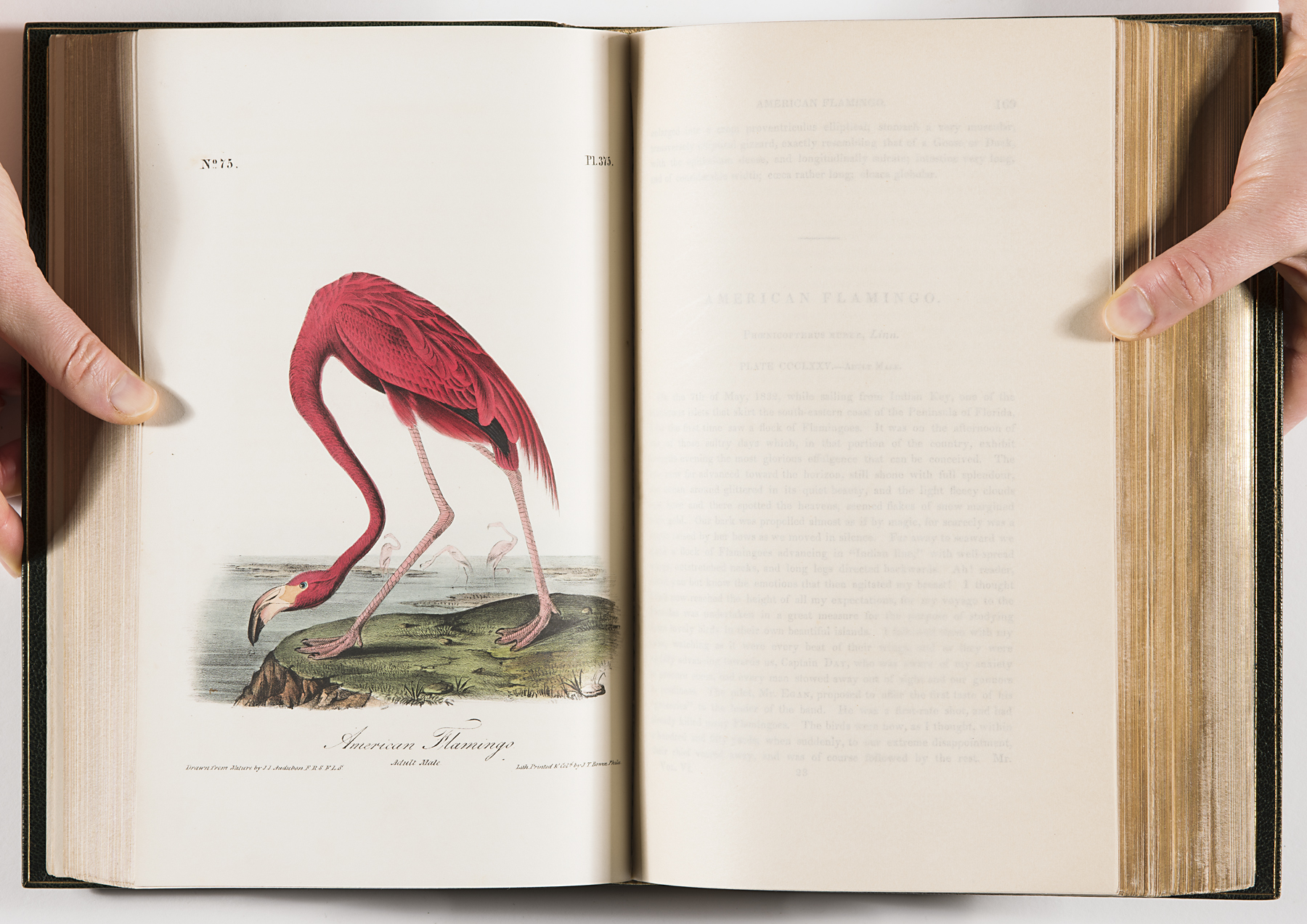 American Flamingo, Phoenicopterus ruber