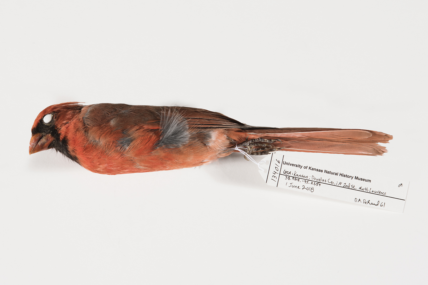 Northern Cardinal (Cardinalis cardinalis) skin