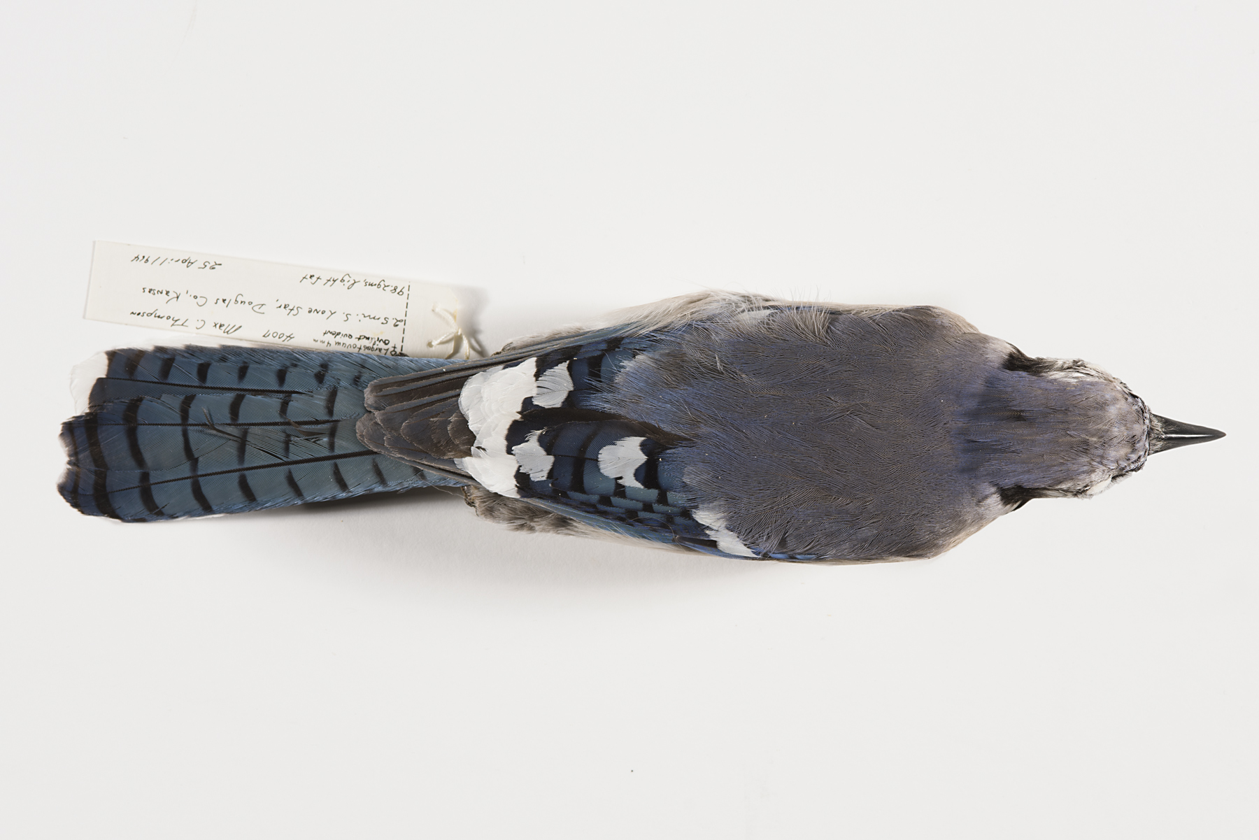 Blue Jay (Cyanocitta cristata) skin