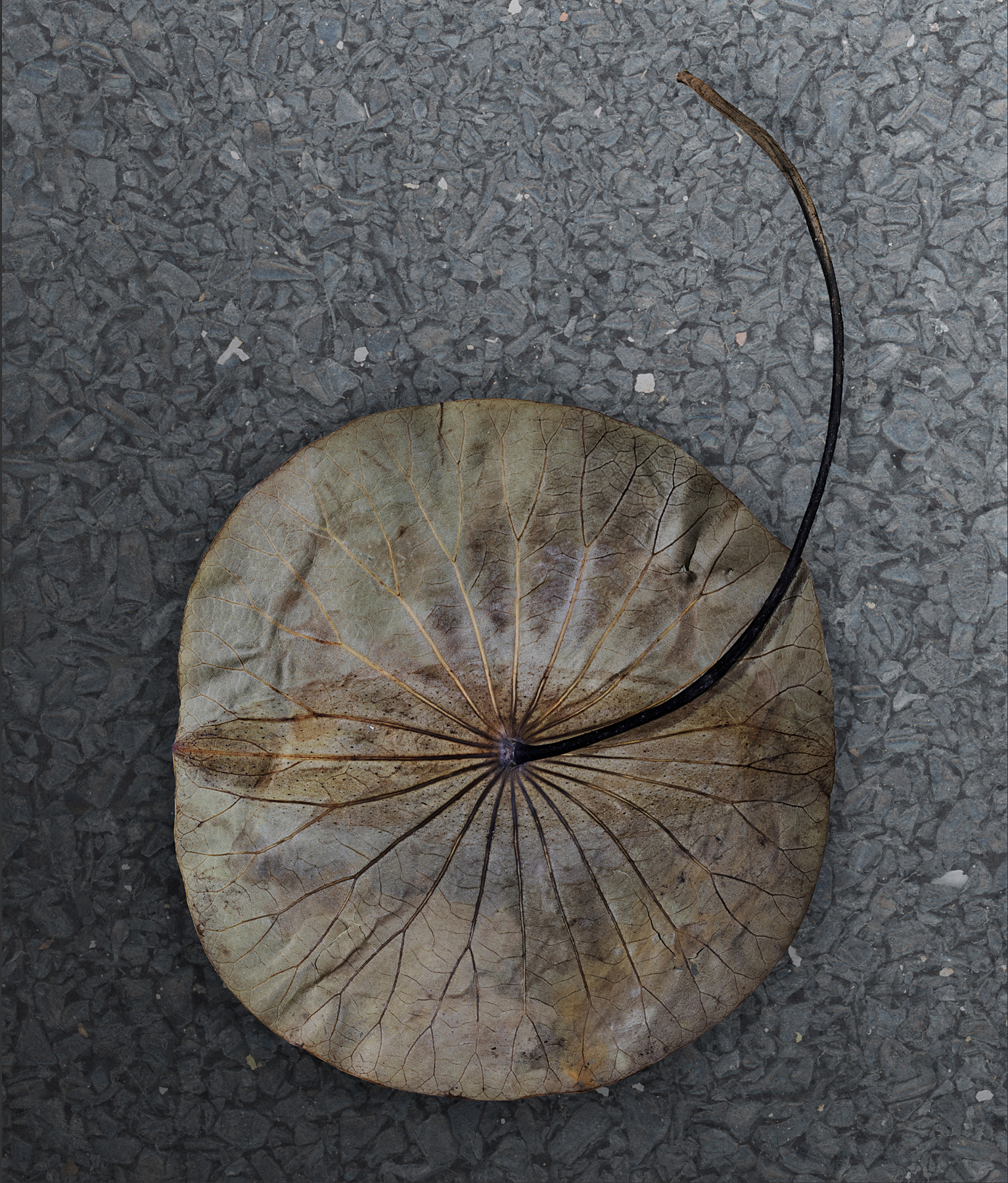 Hydrophytes–Nelumbo lutea (yellow lotus) Leaf with black plastic grind
