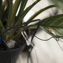 A snapshot of the sensors on a plant's leaves that help monitor and communicate  chemical signals
