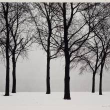 <a href='https://spencerartapps.ku.edu/collection-search#/object/10928' target='_blank'><i>Trees, Chicago</i> by Harry Callahan</a>