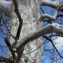 "American Sycamore (bark), Wikimedia Commons, Jim Thomas, 2006. Sycamores have distinctive bark, which is gray or tannish brown and patchy at the base of the tree, becoming almost entirely white near the top of the tree and along the branches." — KU Biodiversity Institute & Natural History Museum