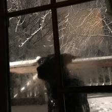 "I took this photo in the winter of 2019 one evening when letting my dog Daphne in from romping in the snow." — Elizabeth Kanost