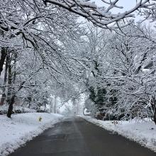Snowy tree perspectives. — Cortney McKay