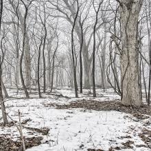 "Among my projects during the Pandemic has been a series of abstract woods based on my own photography." — Lloyd "Patrick" Emerson