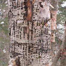 "Holes, or "sapwells" in a birch tree, created by Yellow-bellied sapsuckers, a type of woodpecker. The birds feed on the sap of over 1,000 types of trees, but have a strong preference for birch trees. Image: Wikimedia Commons, Cephas, 2009." — KU Biodiversity Institute & Natural History Museum