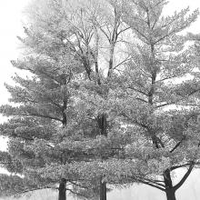 "Winter scenes at Crystal Lakes, Missouri" — Rob Hileman