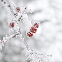 "Hoarfrosted berries on a tree in Northern Minnesota, November 2020." — Sara Johnson