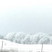 Winter trees seen from the window of my Lecompton house. My husband, Troy, took the picture. — Amanda Martin-Hamon