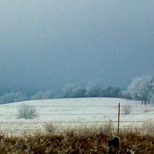 Winter trees seen from the window of my Lecompton house. My husband, Troy, took the picture. — Amanda Martin-Hamon