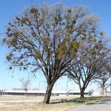 "American elms festooned with American mistletoe. Mistletoe is a parasitic plant found on more than 60 species of hardwoods and most easily spotted during the winter." — Craig Freeman
