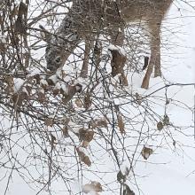 "Taken at our feeder several winters ago." — Jo Taylor