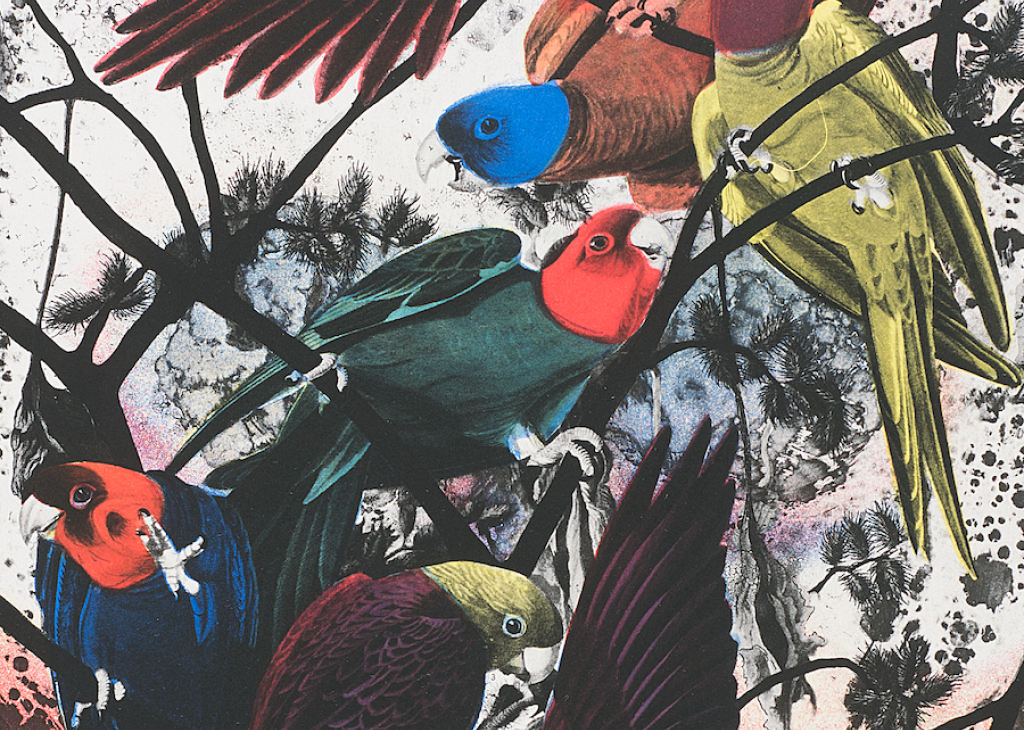 Seven multi-colored birds hang on to black tree branches against a white background 