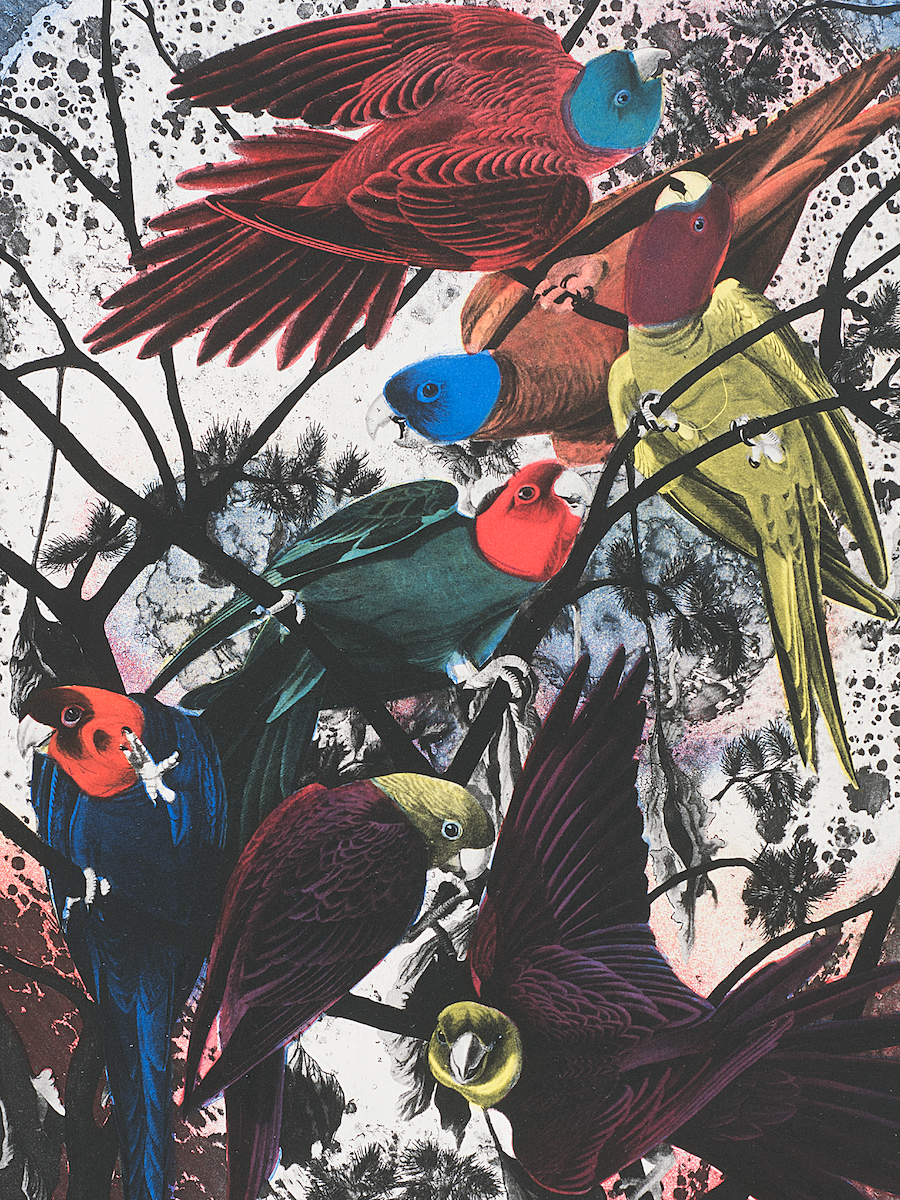 Seven multi-colored birds hang on to black tree branches against a white background 