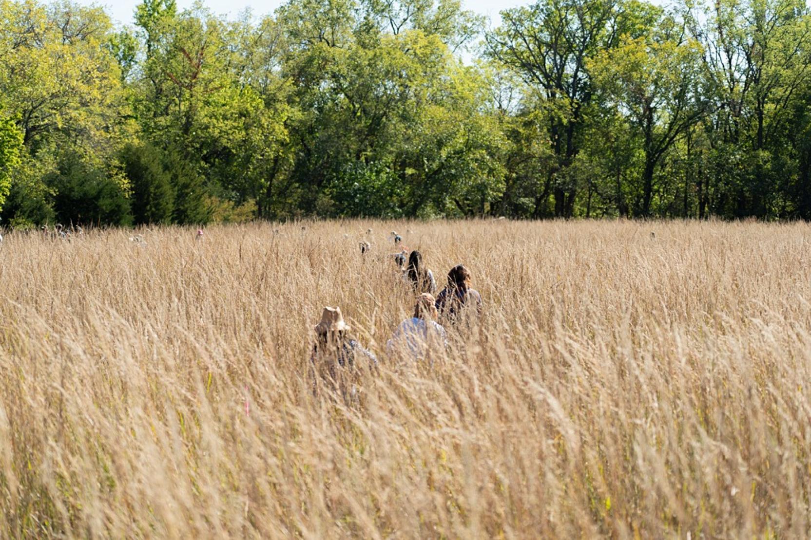 A group of people with their backs to the camera walk single file through a field of tall brown grass surrounded by green trees