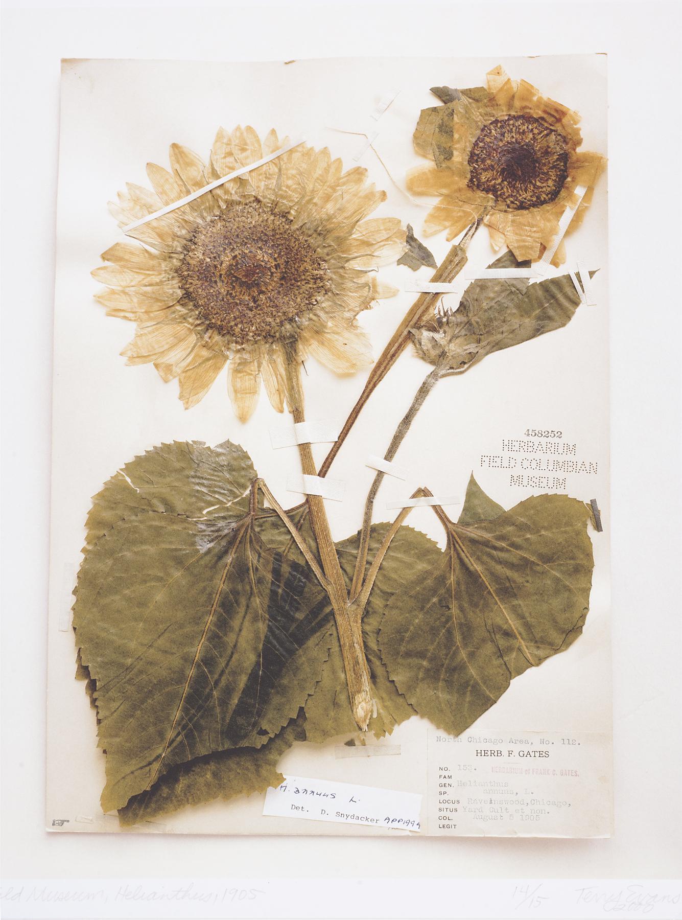 A dried sunflower specimen with two blooms attached to a sheet of off-white paper with scientific notations