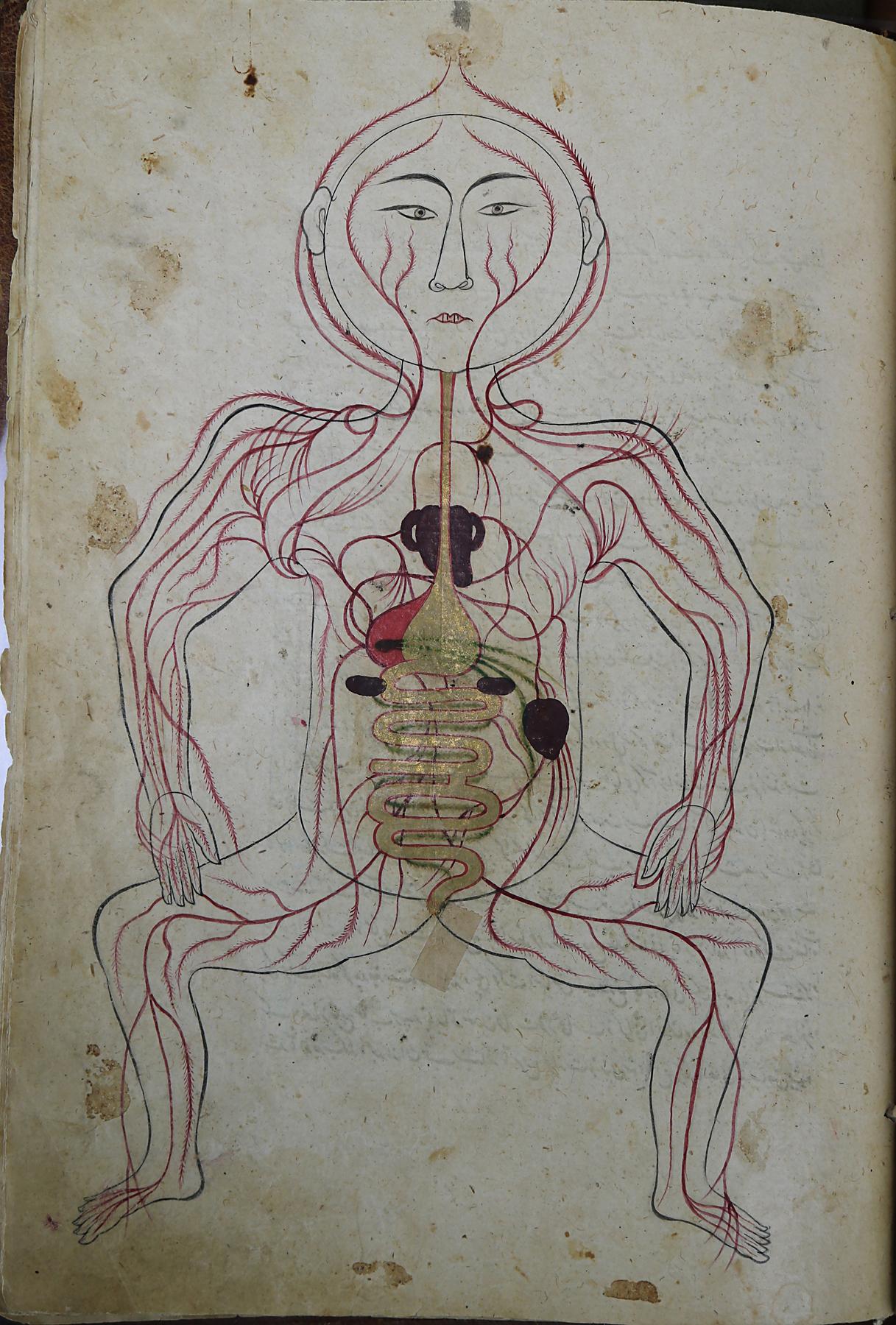 Line drawing of human anatomy with disproportionate legs and arms and a round face; veins are depicted throughout the body in red 