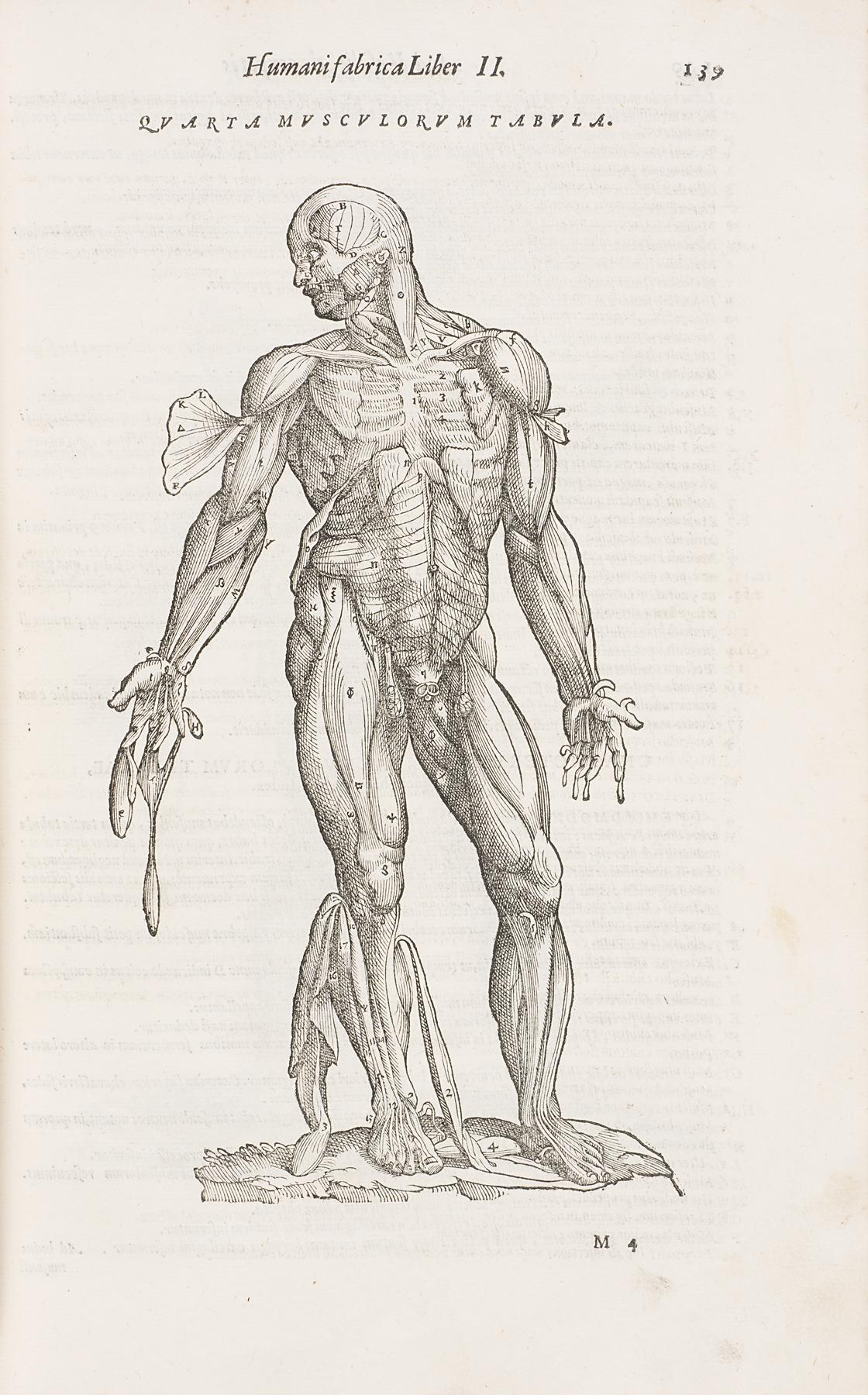 Detailed drawing of human anatomy, the muscles are made out of bugs and plants 